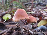 Hypholoma dispersum image