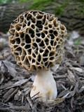 Morchella americana image