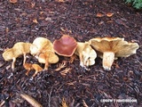 Gymnopilus humicola image