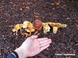 Gymnopilus humicola image