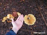 Gymnopilus humicola image