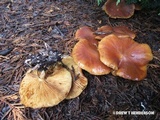 Gymnopilus humicola image