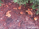 Gymnopilus humicola image