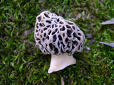 Morchella americana image