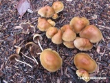 Hypholoma dispersum image