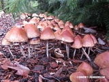 Hypholoma dispersum image
