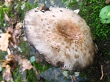 Agaricus silvaticus image