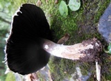 Agaricus silvaticus image