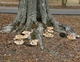 Inonotus dryadeus image