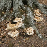 Inonotus dryadeus image