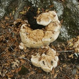 Inonotus dryadeus image
