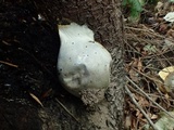 Reticularia lycoperdon image