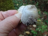 Reticularia lycoperdon image