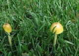 Bolbitius vitellinus image