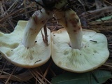 Rhodocollybia maculata var. scorzonerea image