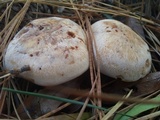 Rhodocollybia maculata var. scorzonerea image
