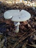 Amanita persicina image