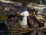 Amanita persicina image