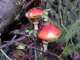 Amanita muscaria f. flavivolvata image