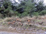 Amanita muscaria f. flavivolvata image