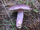 Russula queletii image