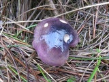 Russula queletii image