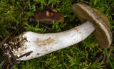 Cortinarius infractus image