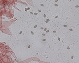 Homophron spadiceum image