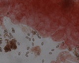 Homophron spadiceum image