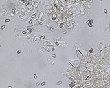 Homophron spadiceum image
