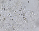 Homophron spadiceum image