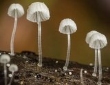 Mycena adscendens image