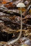 Mycena galopus var. galopus image