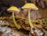 Chromosera cyanophylla image