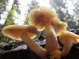 Hypholoma capnoides image