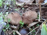 Inocybe cincinnata image