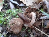 Inocybe cincinnata image