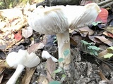 Amanita murrilliana image