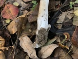 Amanita murrilliana image