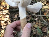 Amanita murrilliana image