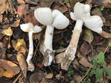 Amanita murrilliana image