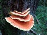 Laetiporus conifericola image