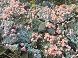 Dibaeis baeomyces image