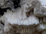 Schizopora paradoxa image