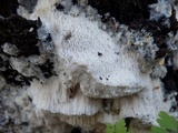 Schizopora paradoxa image