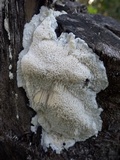 Schizopora paradoxa image