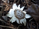 Myriostoma coliforme image