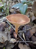 Clitocybe gibba image