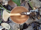 Clitocybe gibba image