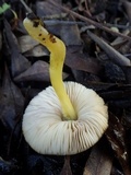 Pluteus romellii image